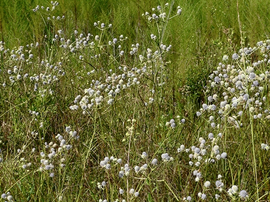 {Eryngium integrifolium}